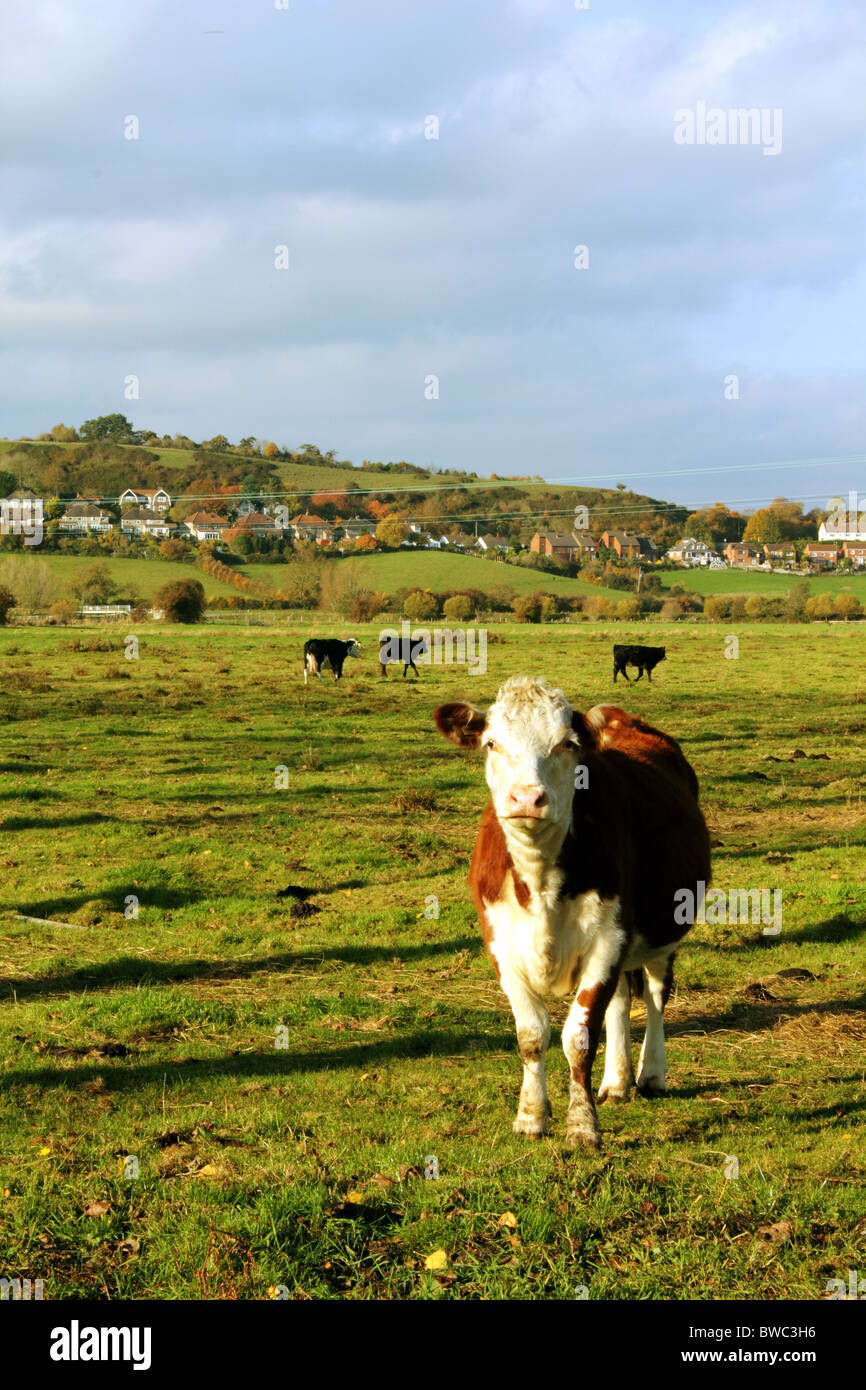 Shot of cows in a field near Glastonbury Tor, Somerset, England, UK Stock Photo