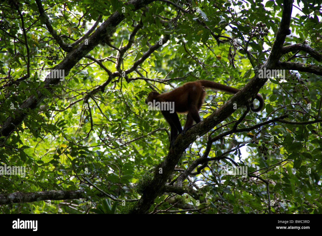 An Ornate Spider Monkey (Ateles geoffroyi ornatus) high in a tree at Tortuguero National Park, Costa Rica. Stock Photo