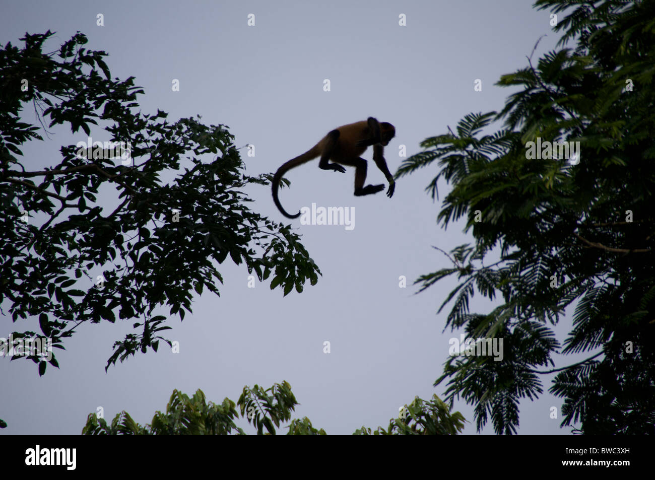 An Ornate Spider Monkey (Ateles geoffroyi ornatus) leaps from tree to tree in Tortugero National Park, Costa Rica. Stock Photo