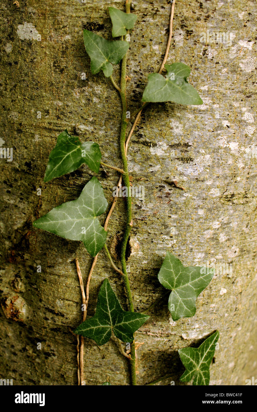 Close up shot of ivy climbing up a tree trunk Stock Photo - Alamy