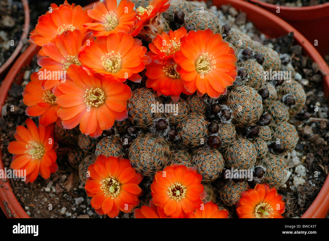 Cactus (Rebutia pygmaea 'friedrichiana') from seed collected between Culpina and Incahuasi, Bolivia PM178. Stock Photo