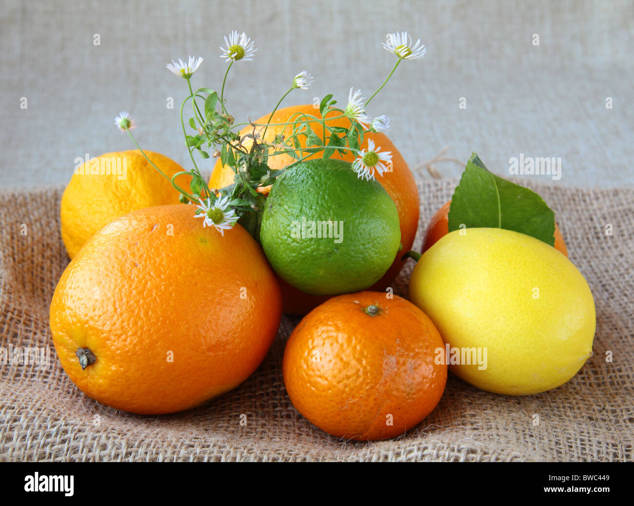 Citrus - orange, tangerine, lemon, lime Stock Photo - Alamy
