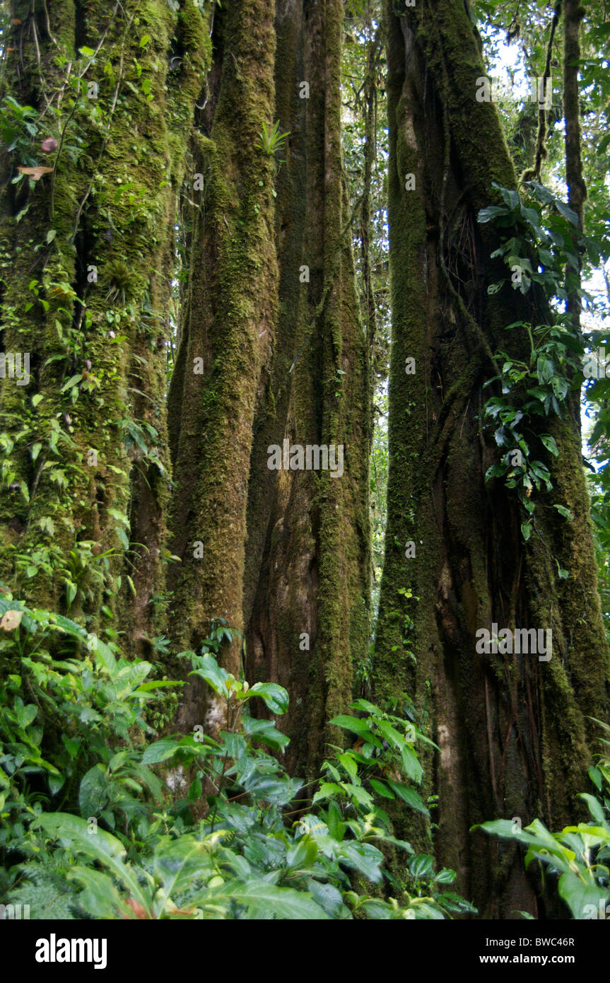 Towering mosscovered rainforest trees at Monteverde Cloud Forest Reserve, Puntarenas, Costa