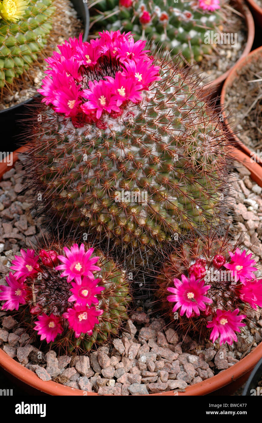 Cactus (Mammillaria sonorensis) from seed collected near Guirocoba, Sonora,  Mexico Stock Photo - Alamy