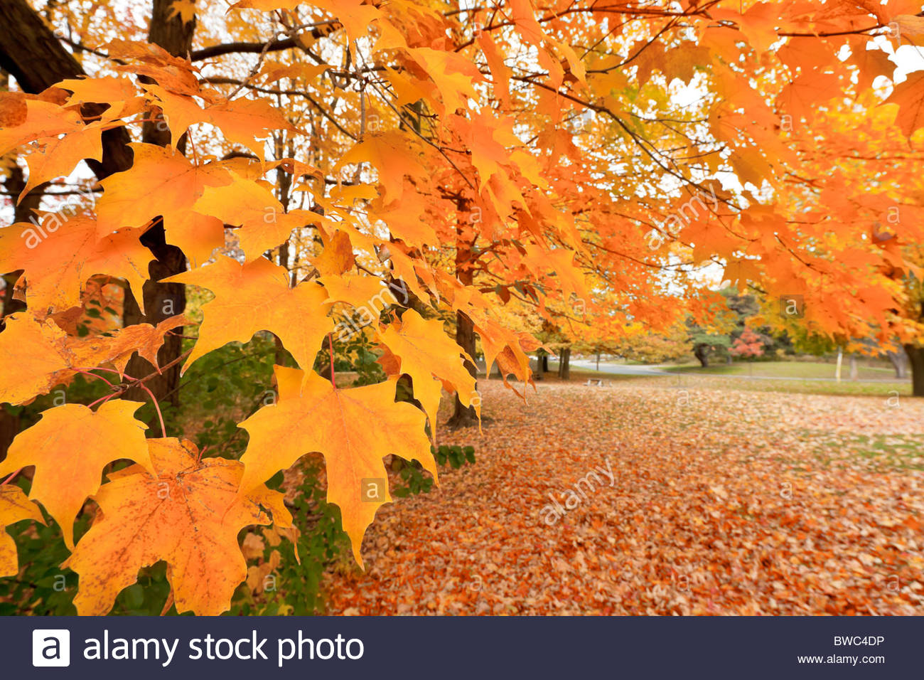Maple Tree Canada Stock Photos & Maple Tree Canada Stock Images Alamy