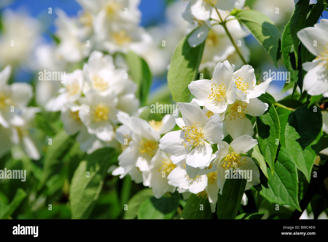 Jasmine flower hi-res stock photography and images - Alamy