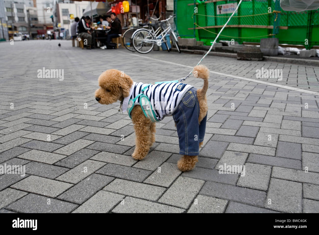 Little dog dressed as a human being, Asakusa Tokyo, Japan. Stock Photo