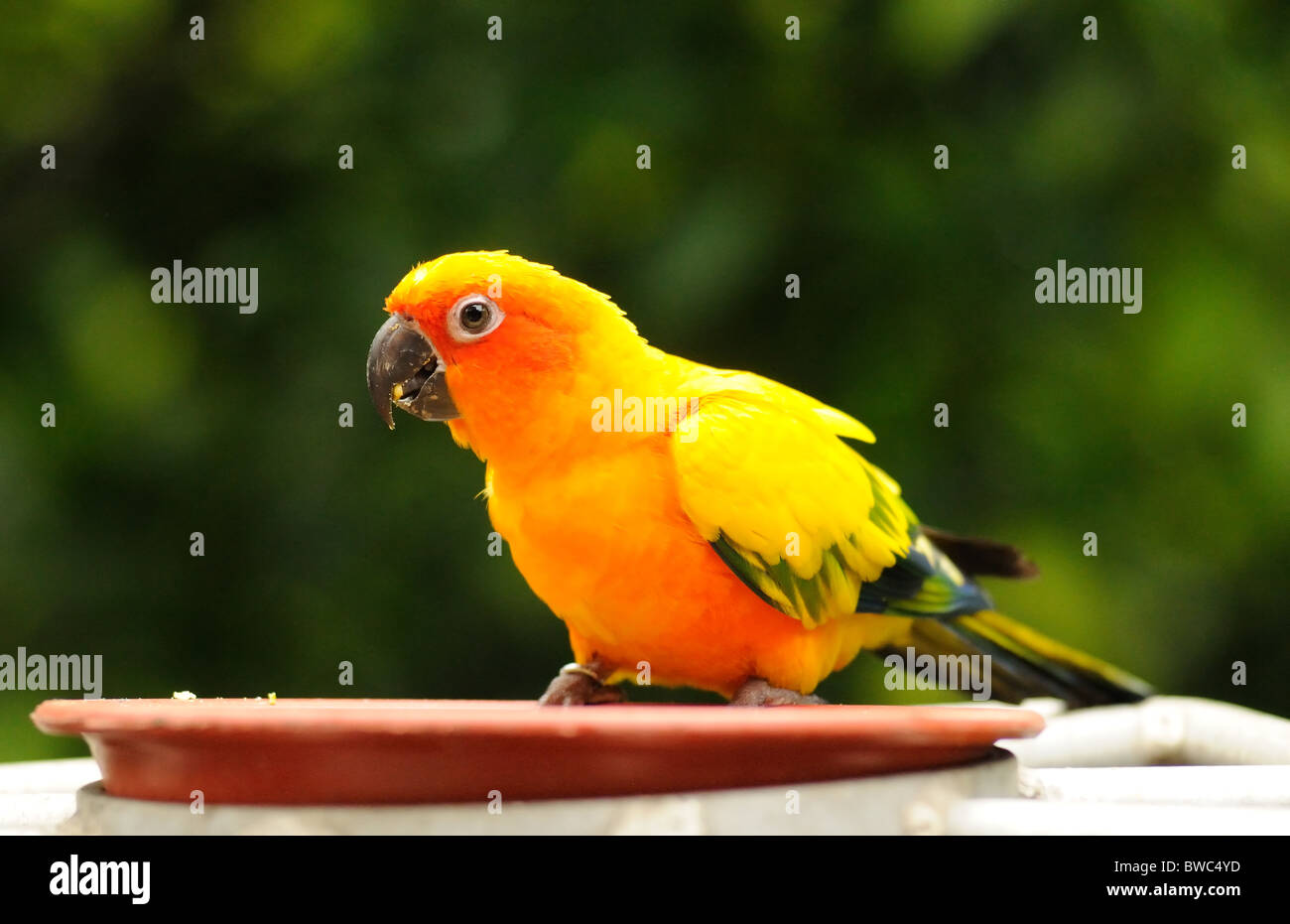 A colorful hungry parrot Stock Photo