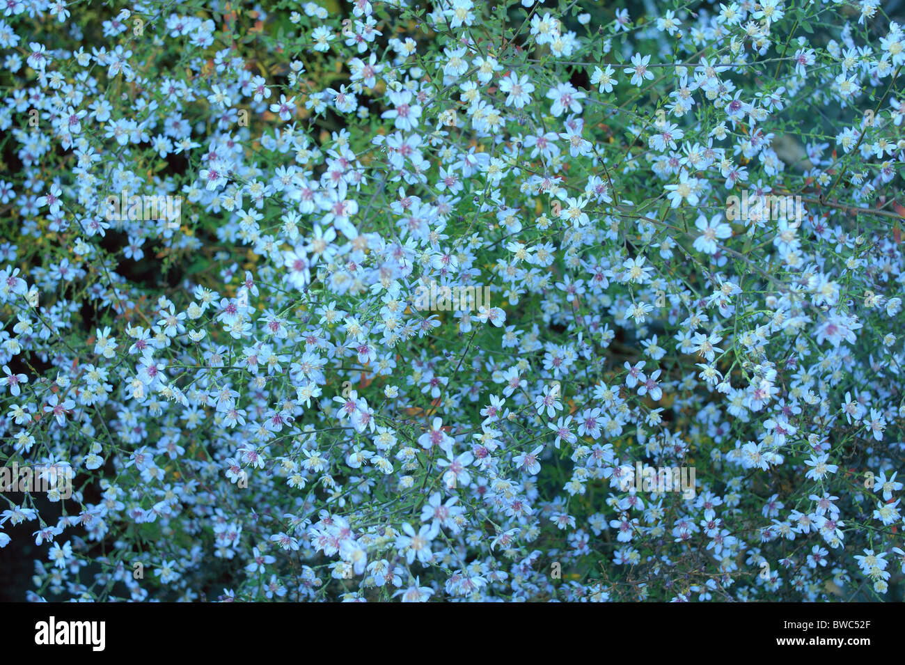 Heath aster blue autumn flowers blossom Aster ericoides 'Silver spray' Stock Photo