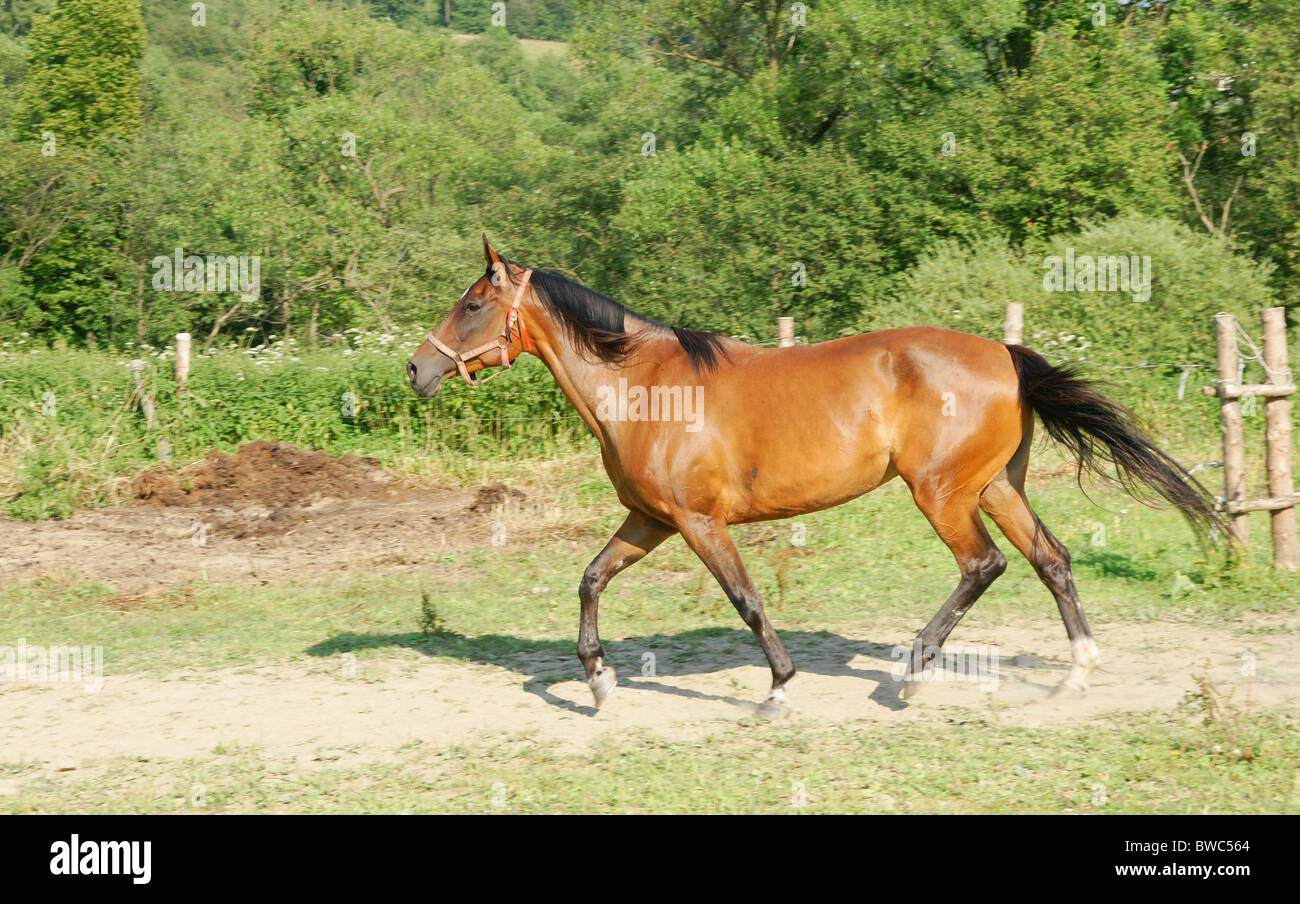 Beautiful brown horses in horse stud farm Stock Photo