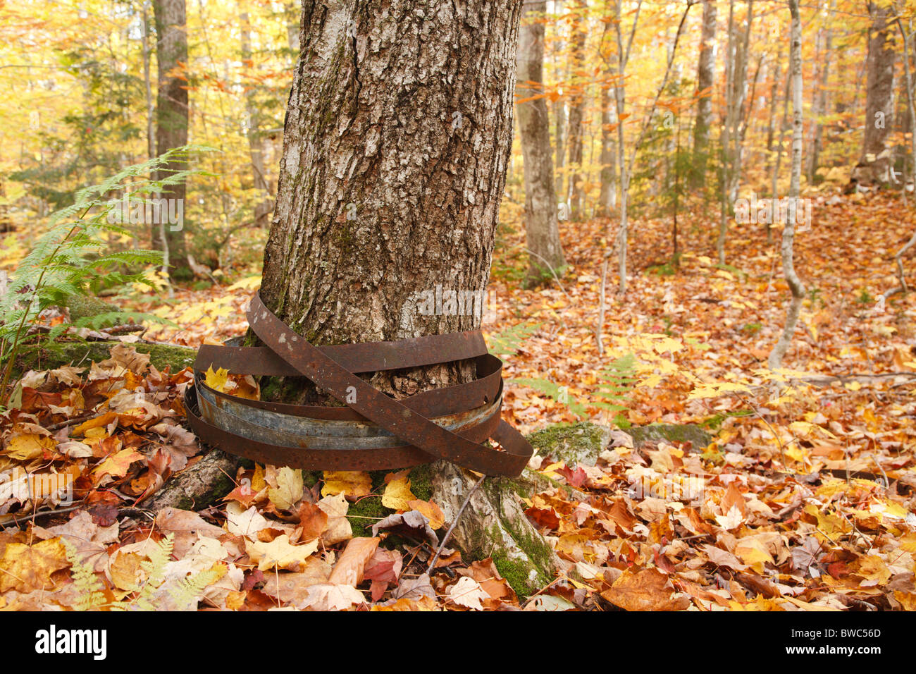 Tree in New Hampshire forest growing through barrel rings Stock Photo