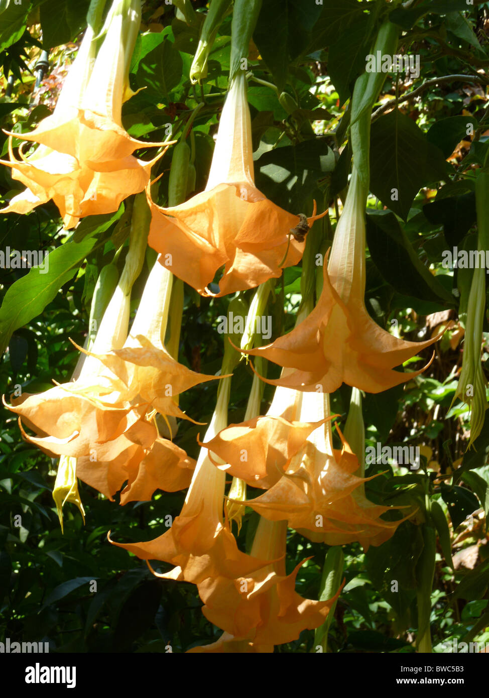 Brugmansia x candida 'Grand Marnier' or Angels' Trumpets Stock Photo
