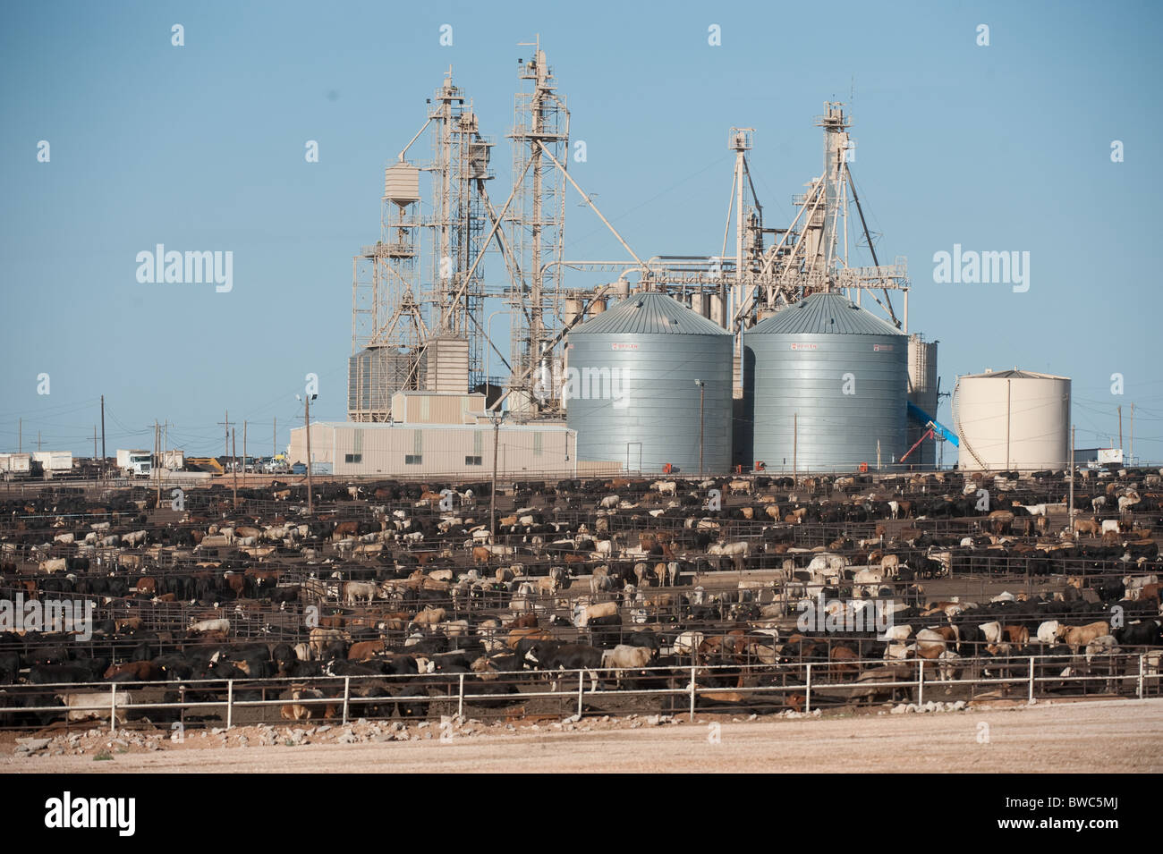Crowded beef cattle feedlot near Hereford in the panhandle area of Texas, USA Stock Photo Alamy