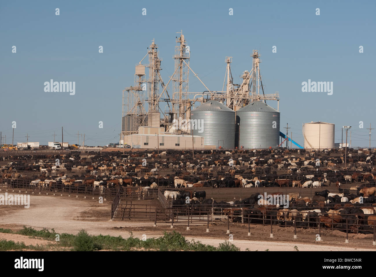 Crowded beef cattle feedlot near Hereford in the panhandle area of
