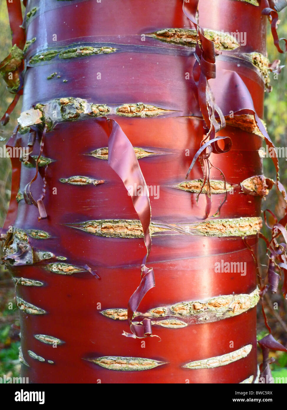 Tibetan Cherry or Paper Bark Cherry - Prunus serrula tibetica Stock Photo