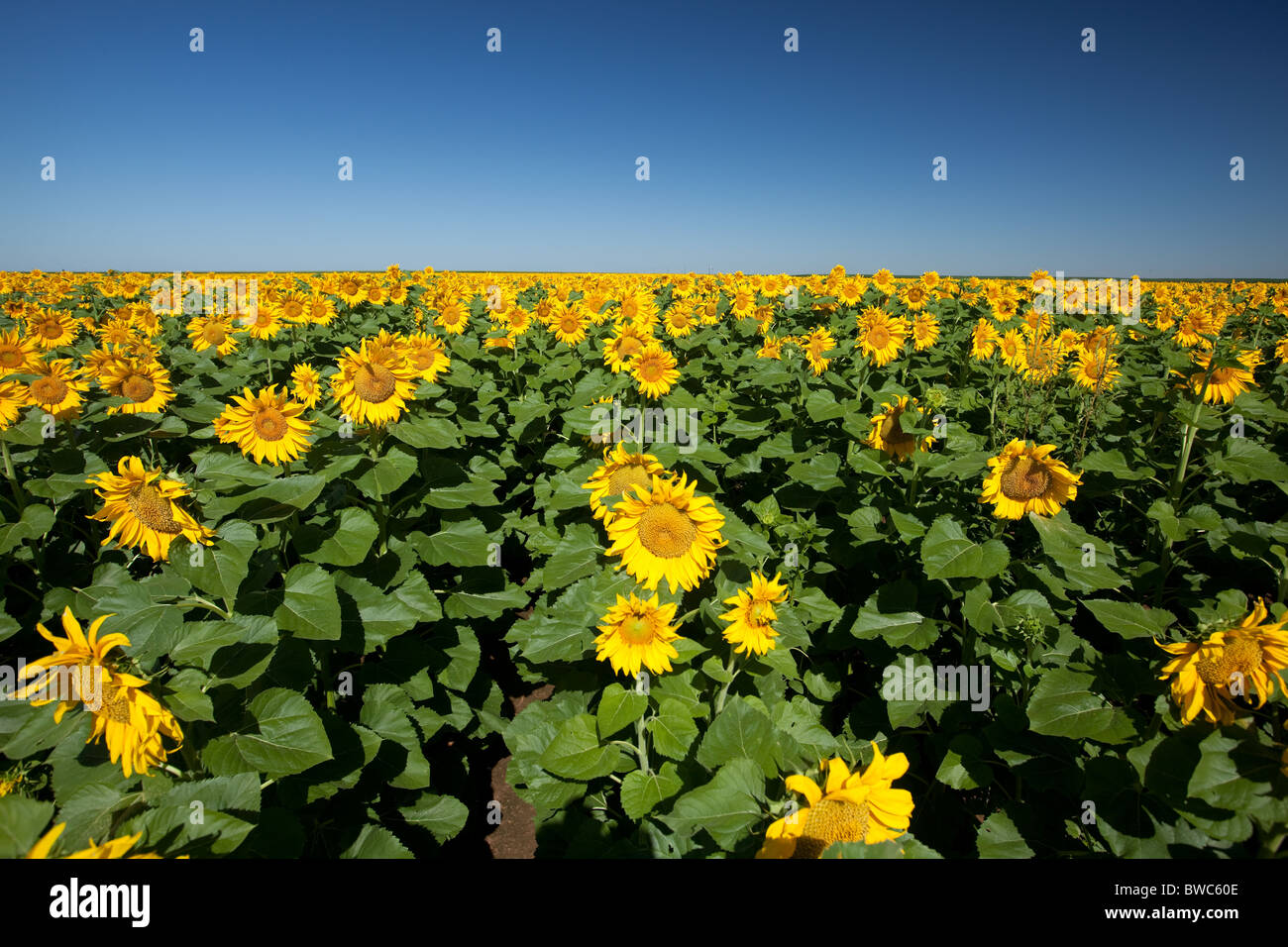 Large field of cultivated sunflowers in the High Plains area of the Texas Panhandle Stock Photo