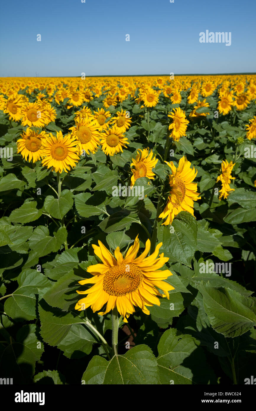 Large field of cultivated sunflowers in the High Plains area of the