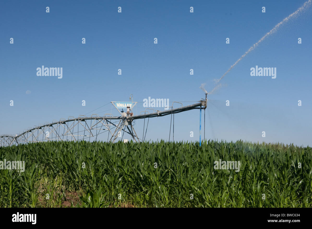 Sprinkler head shoots water onto field of corn in agricultural area of