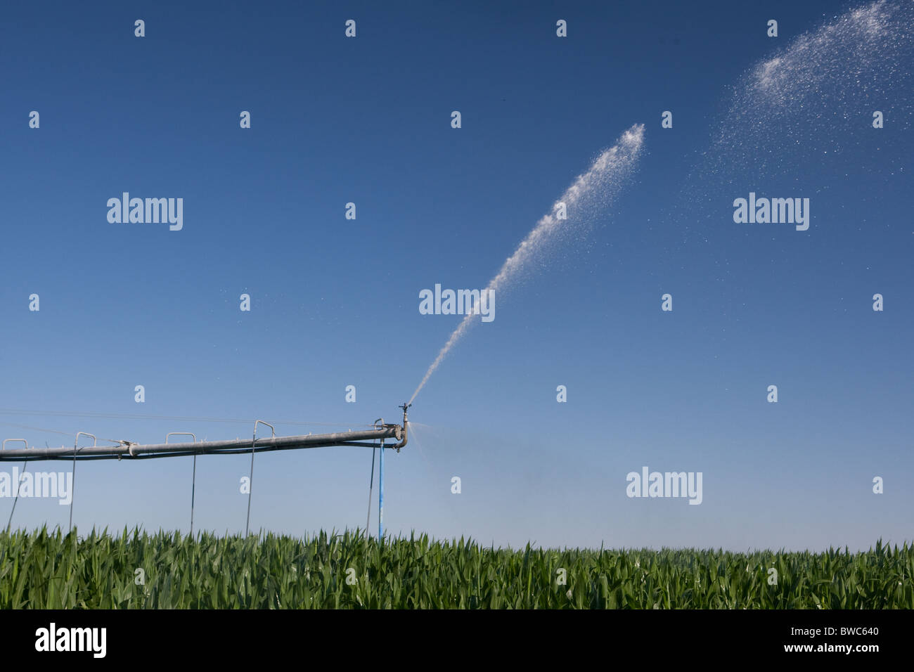 Sprinkler head shoots water onto field of corn in agricultural area of