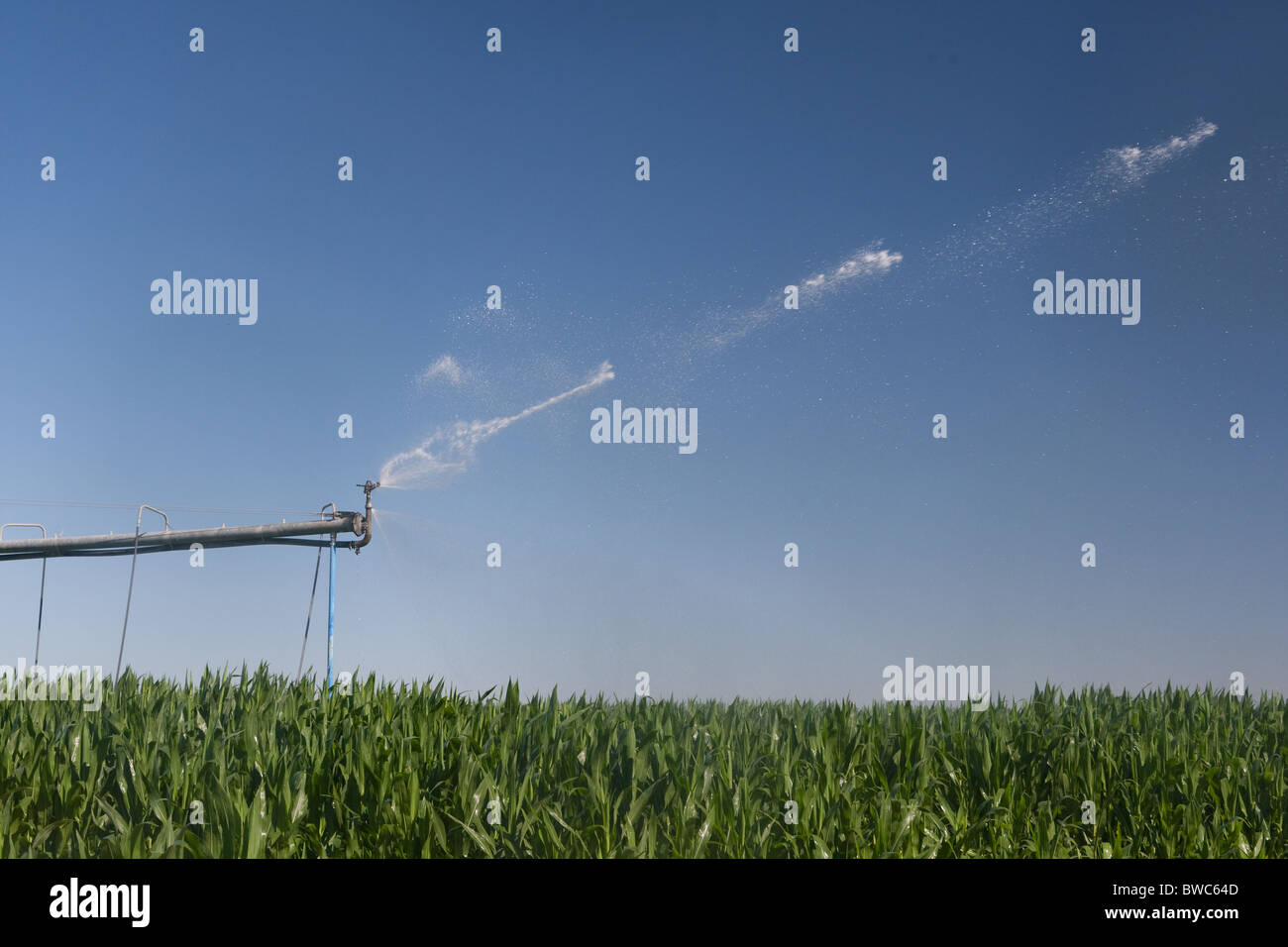 Sprinkler head shoots water onto field of corn in agricultural area of