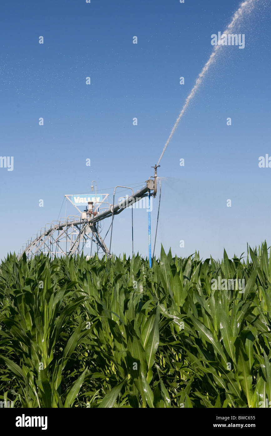Sprinkler head shoots water onto field of corn in agricultural area of