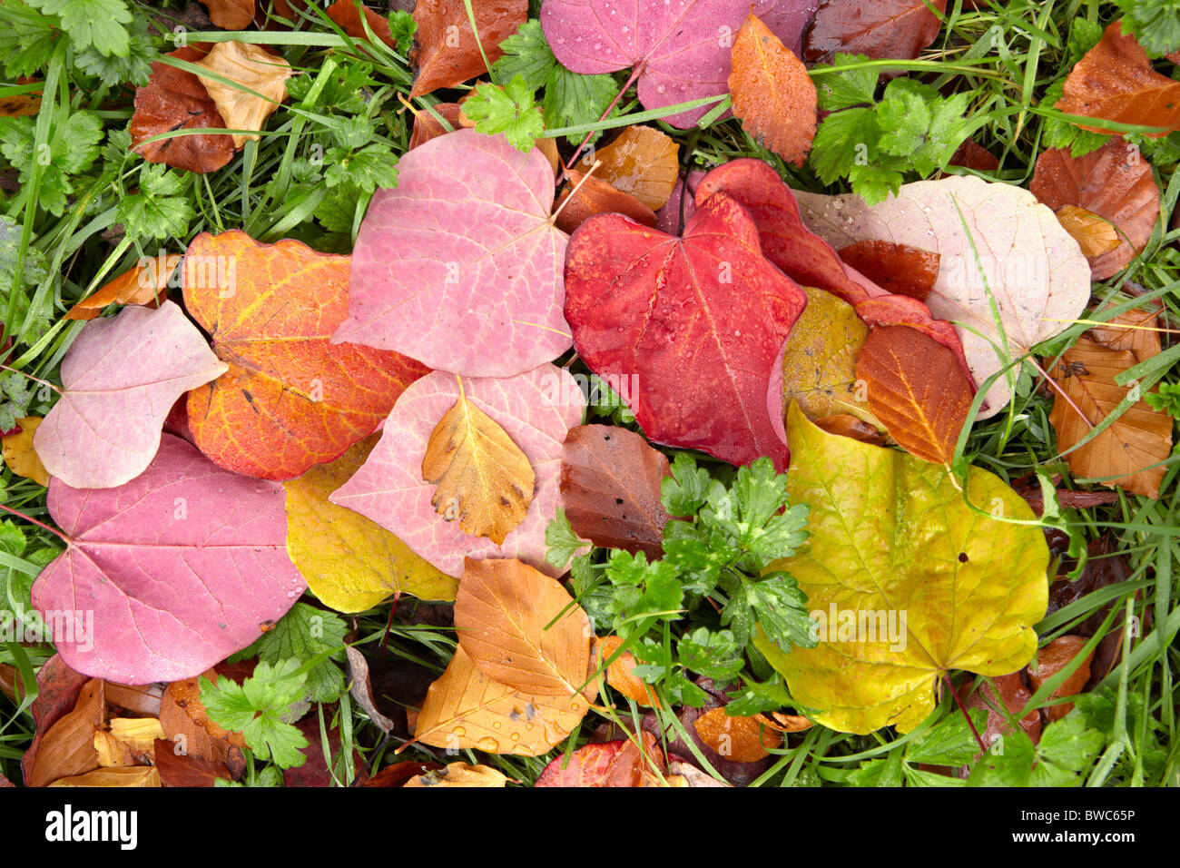 Autumn leaves of Cercis canadensis common name Forest Pansy Stock Photo