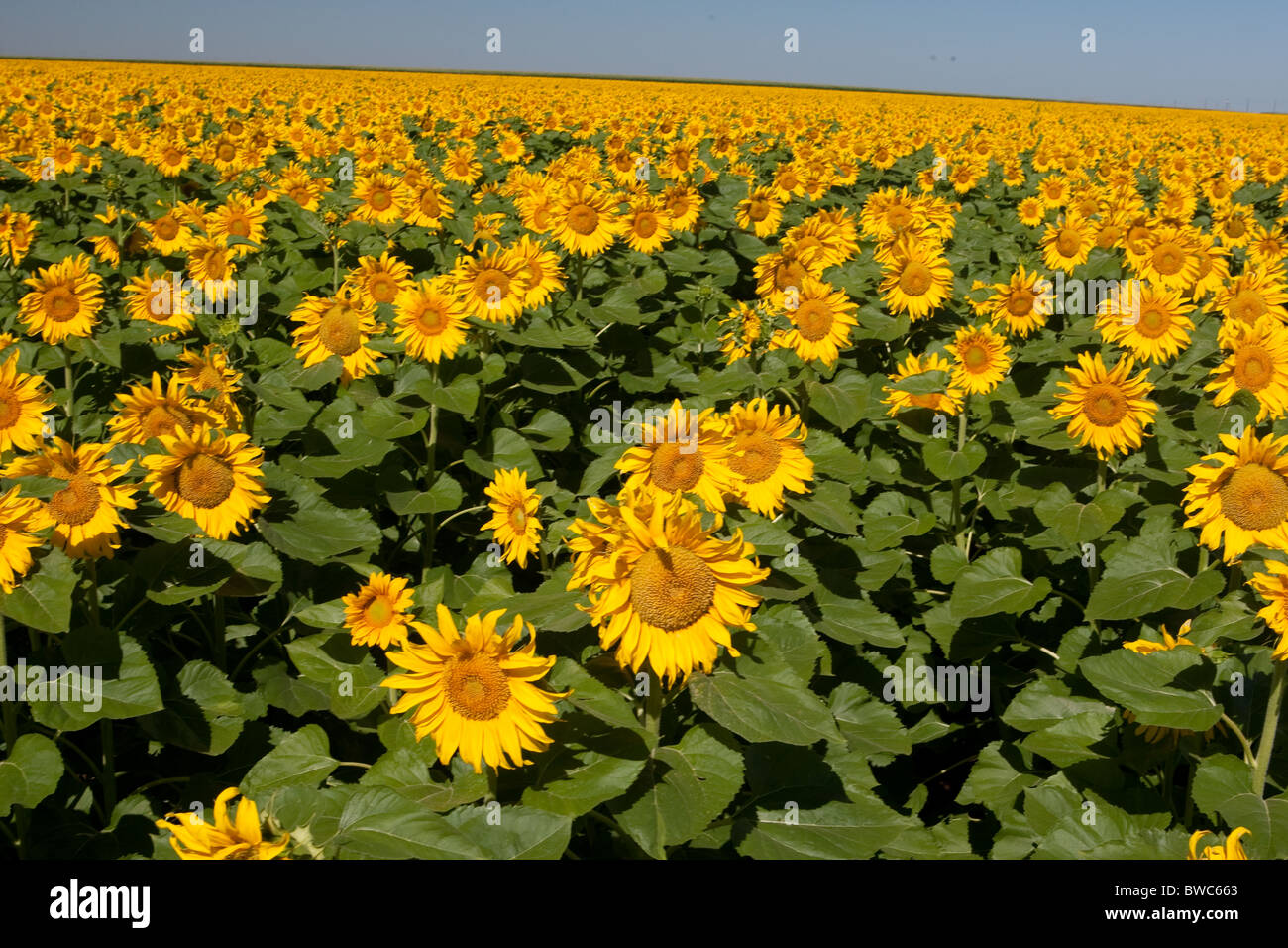 Large field of cultivated sunflowers in the High Plains area of the