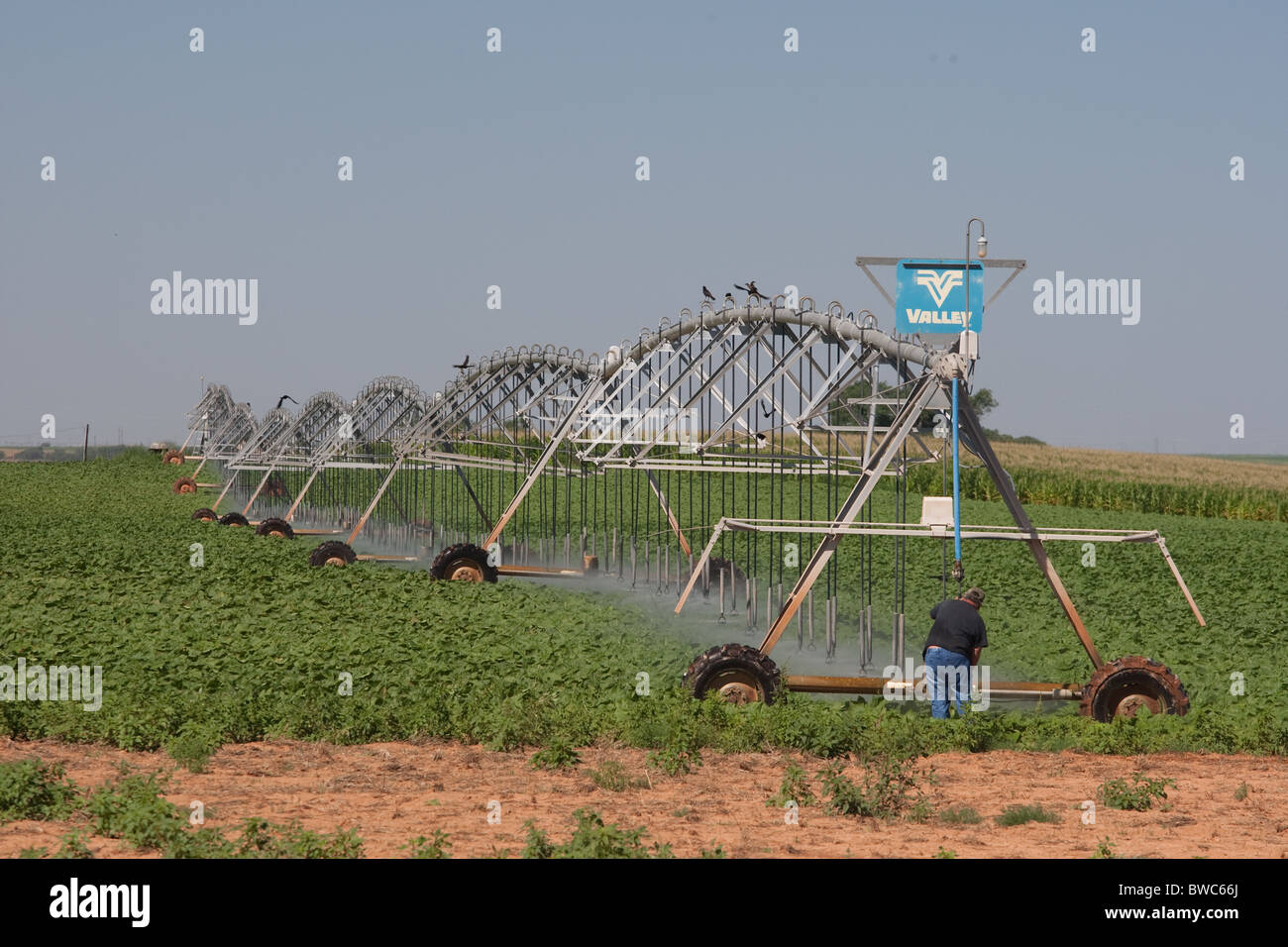 Irrigator waters field of soybeans in agricultural area of Texas Panhandle Stock Photo Alamy