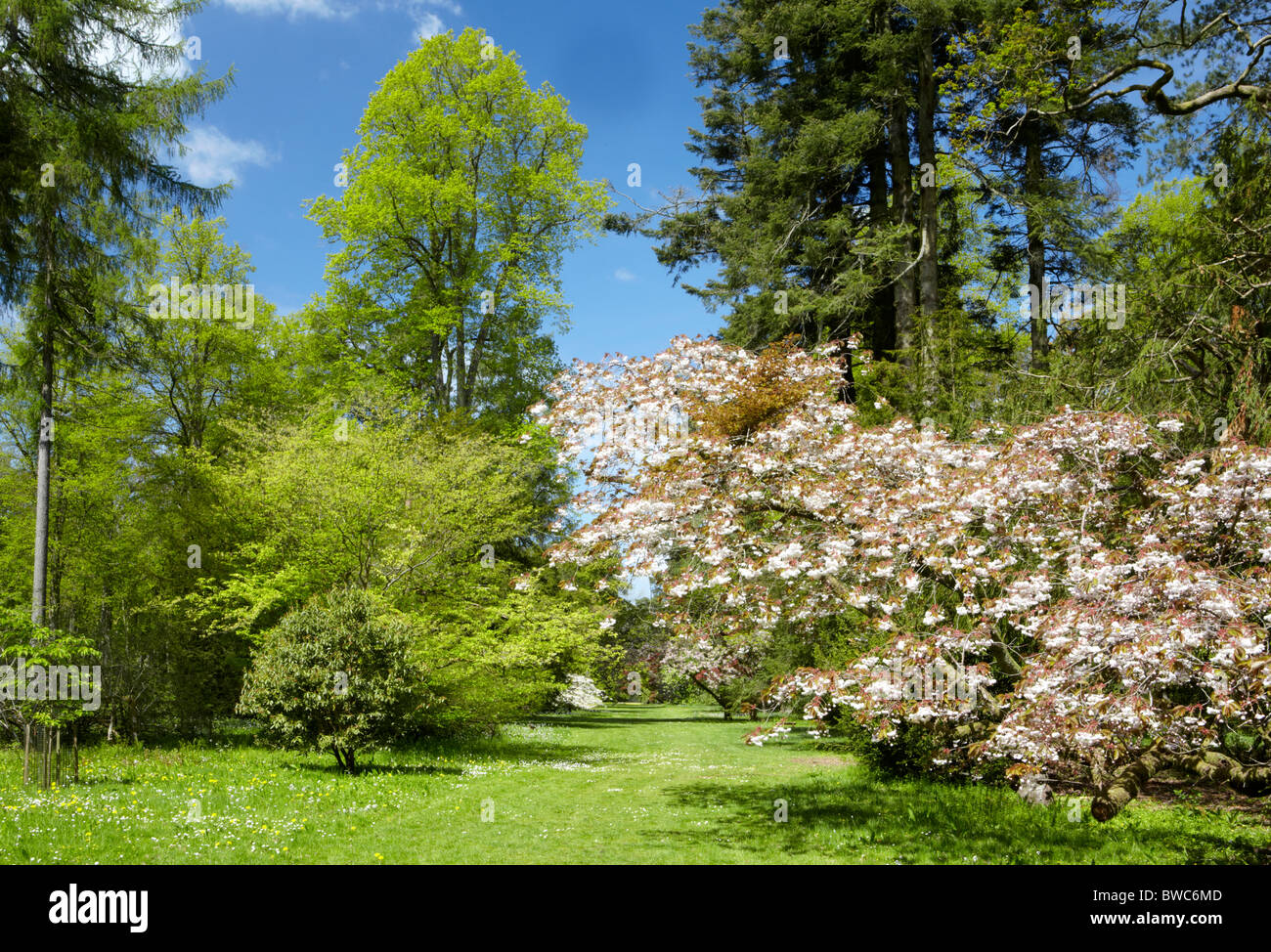 Fresh growth and flowering cherry marks spring at Westonbirt arboretum in Gloucestershire Stock Photo