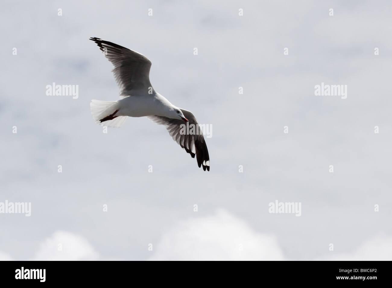 Silver Gull (Larus novaehollandiae) in flight in Australia. Stock Photo