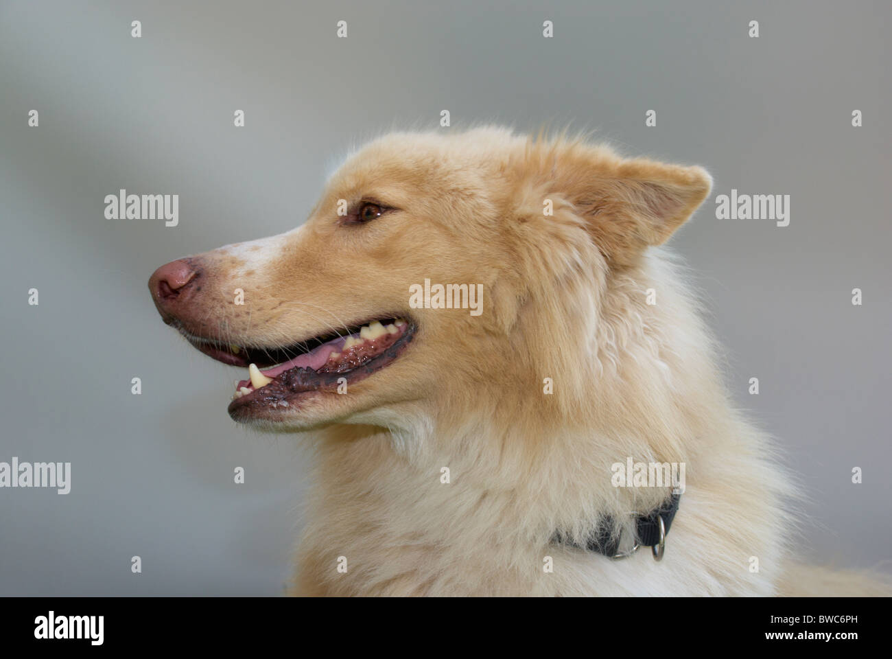 White German shepherd dog / Alsatian Stock Photo