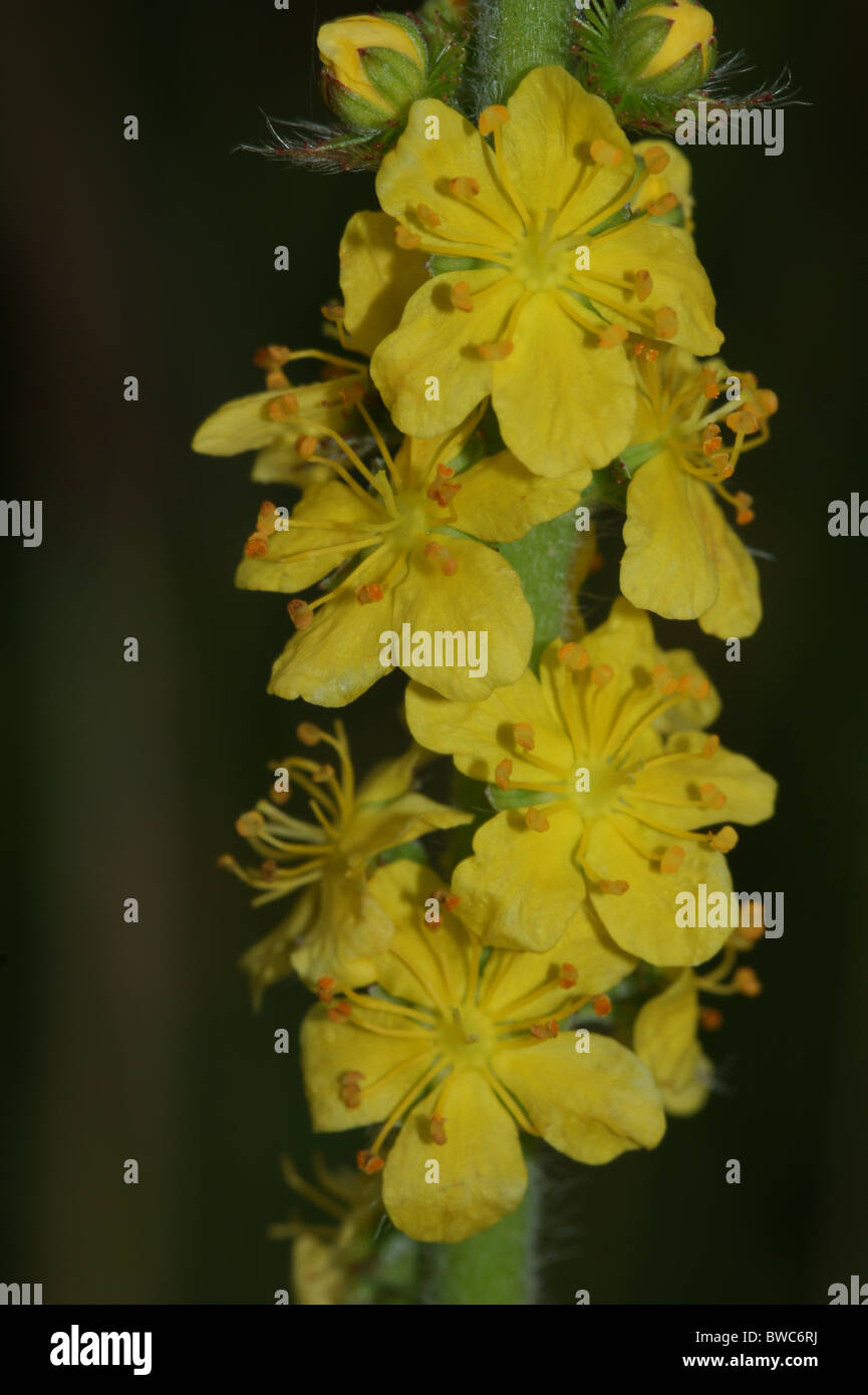 Agrimonia eupatoria   Agrimony Stock Photo