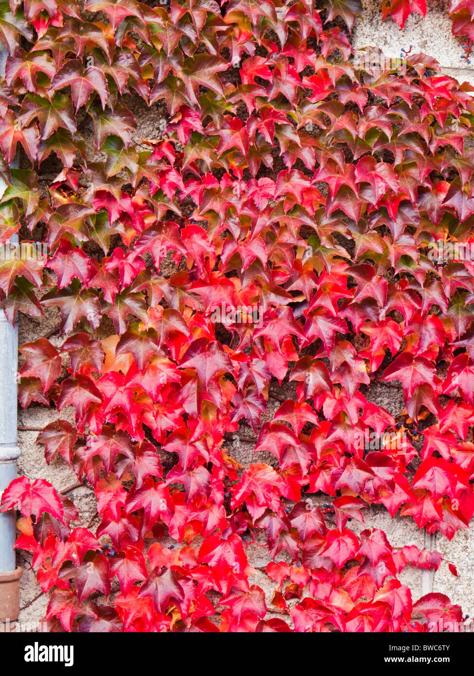 Red Ivy autumn leaves covering a wall Stock Photo