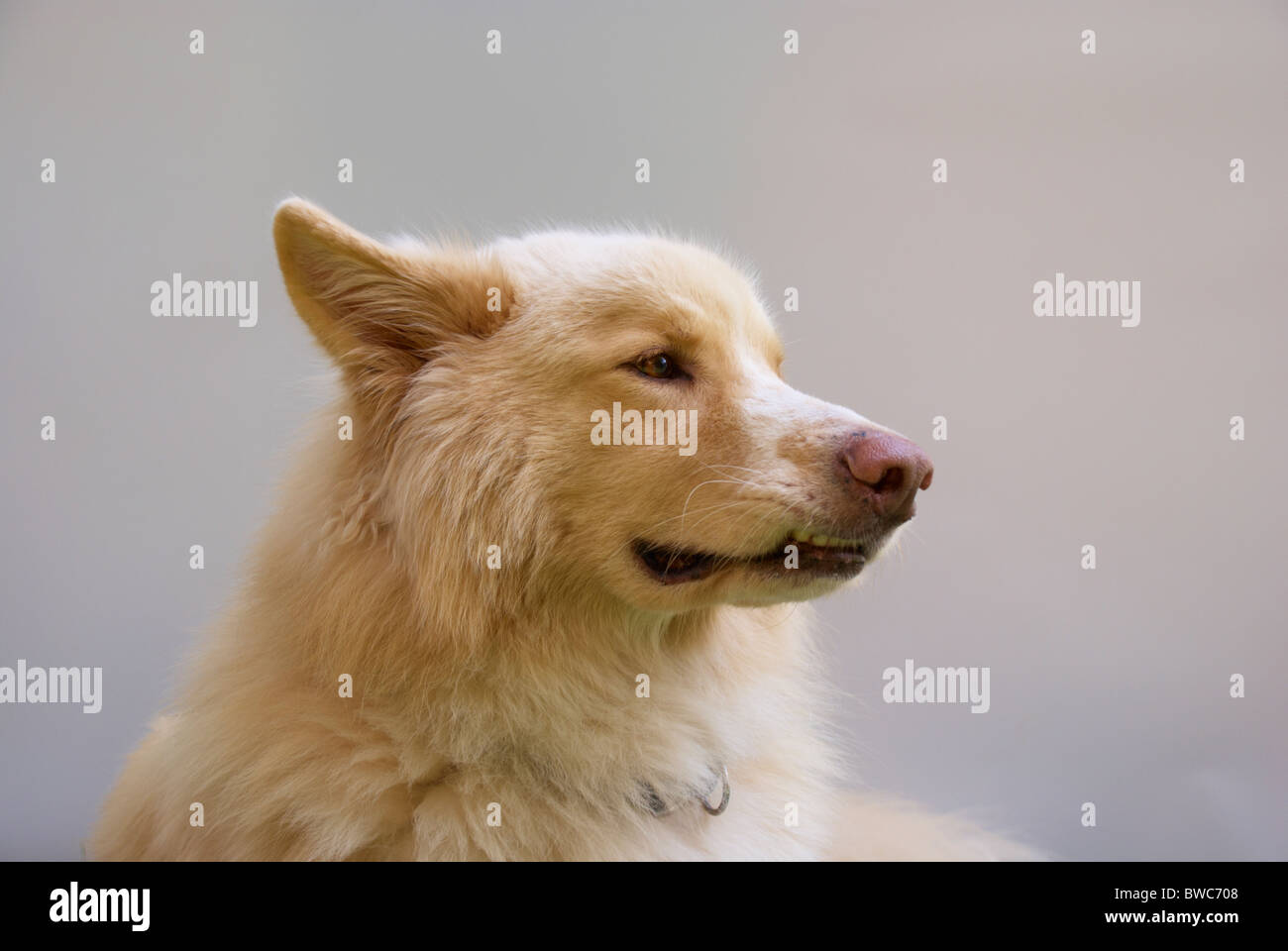White German shepherd dog / Alsatian Stock Photo