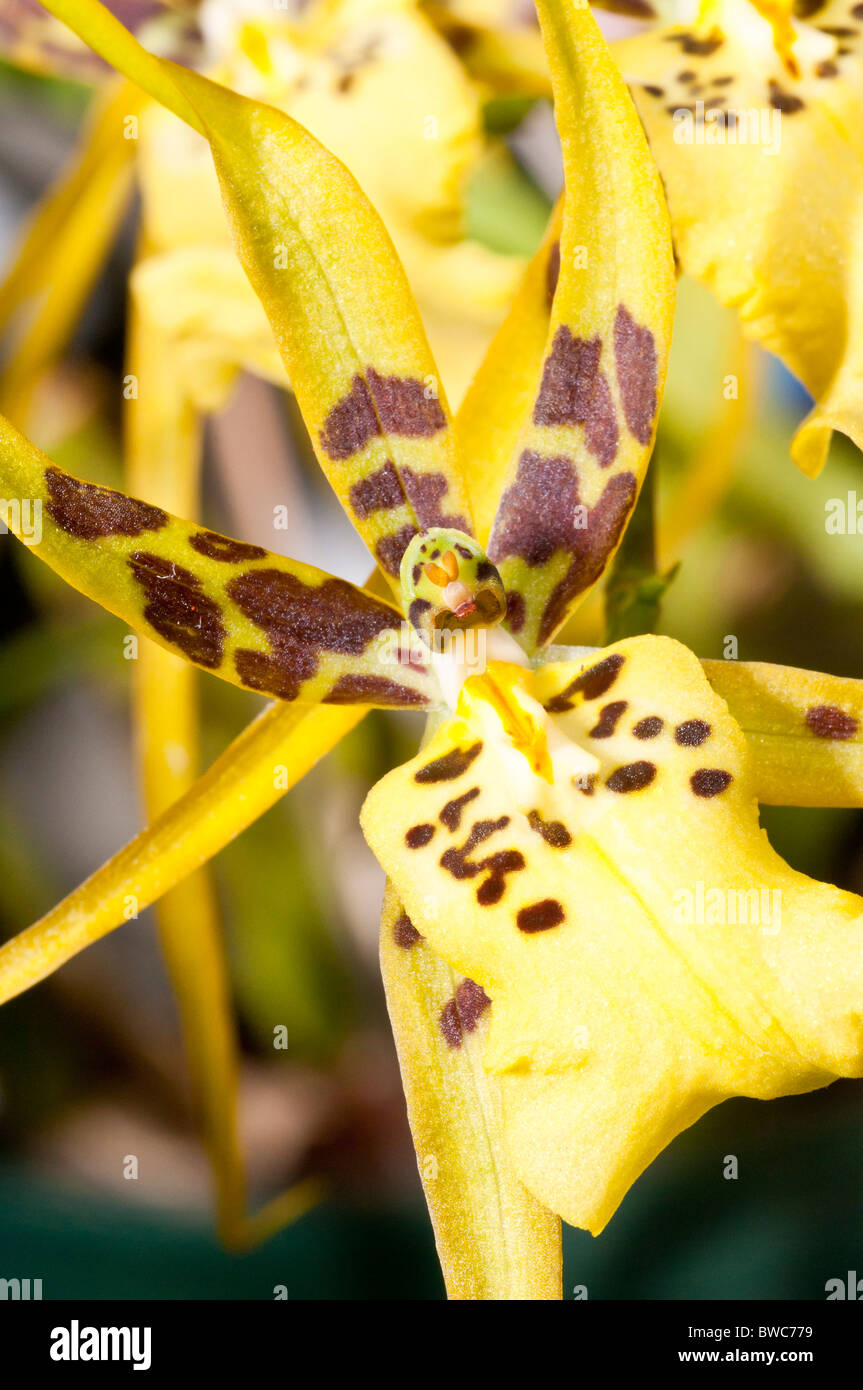 Brassidium, Brs longissima x Brsdm Shooting Star, hybrid orchid Stock Photo