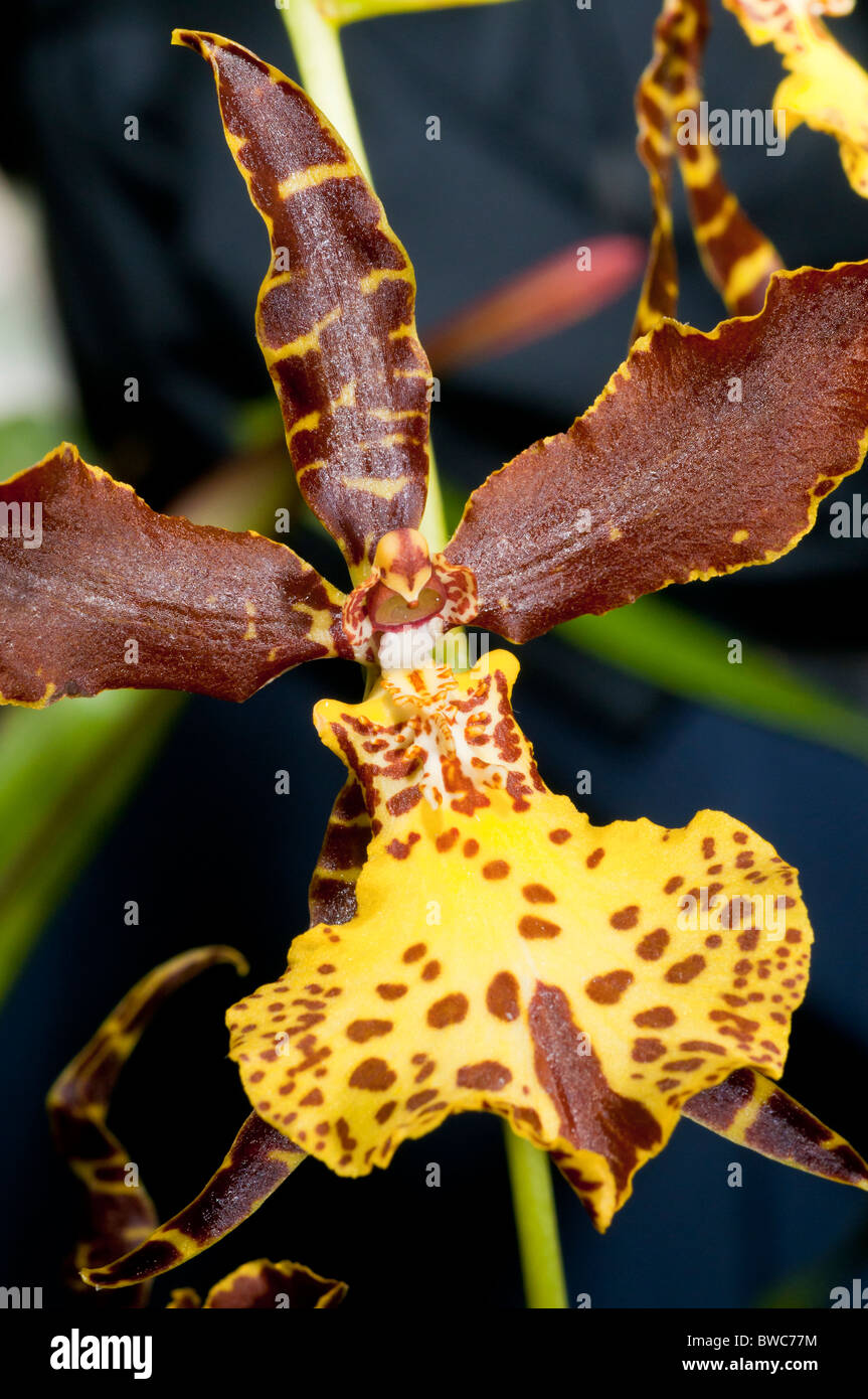 Brassidium Aloha Everglades, orchid hybrid Stock Photo