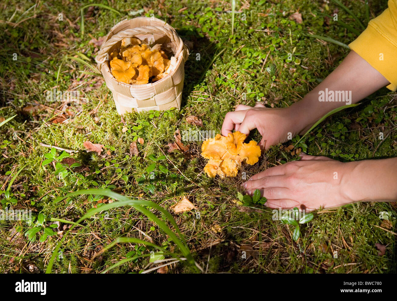 Woman picking chanterelle mushrooms Stock Photo