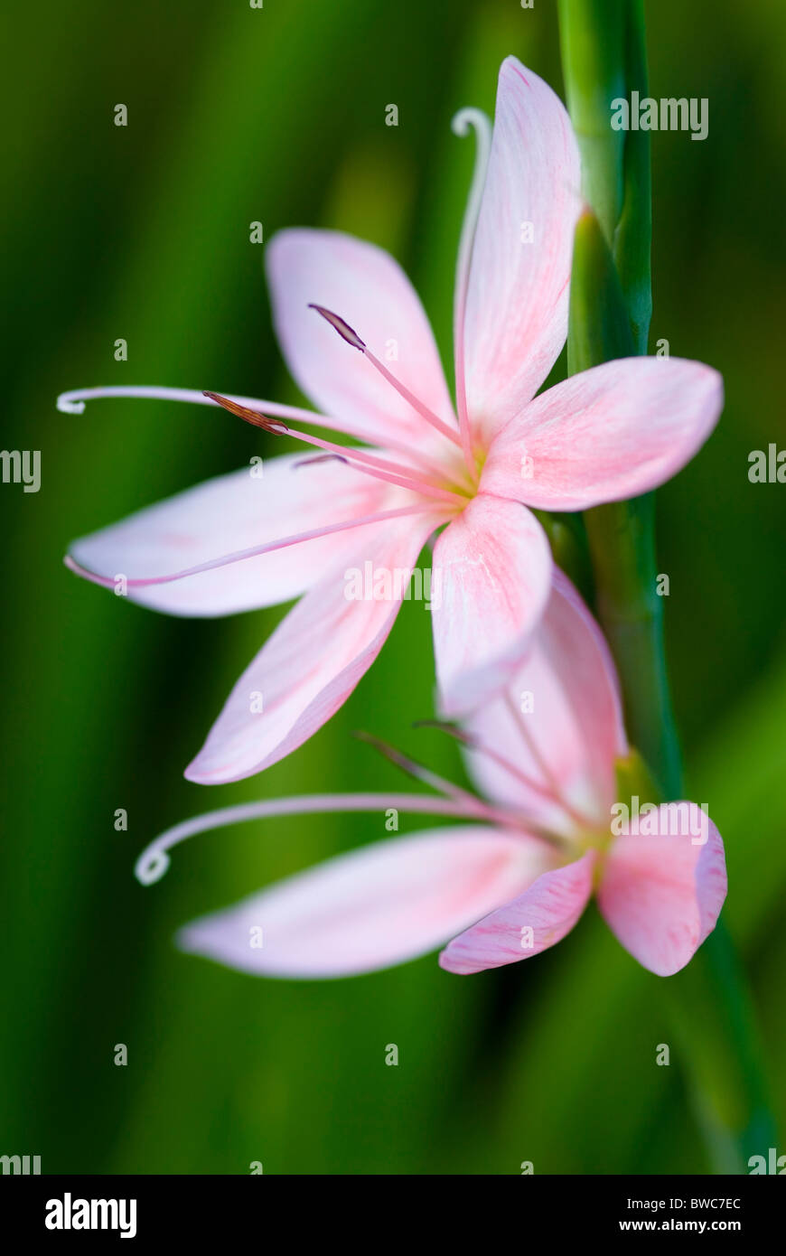 SCHIZOSTYLIS COCCINEA MOLLY GOULD KAFFIR LILY Stock Photo