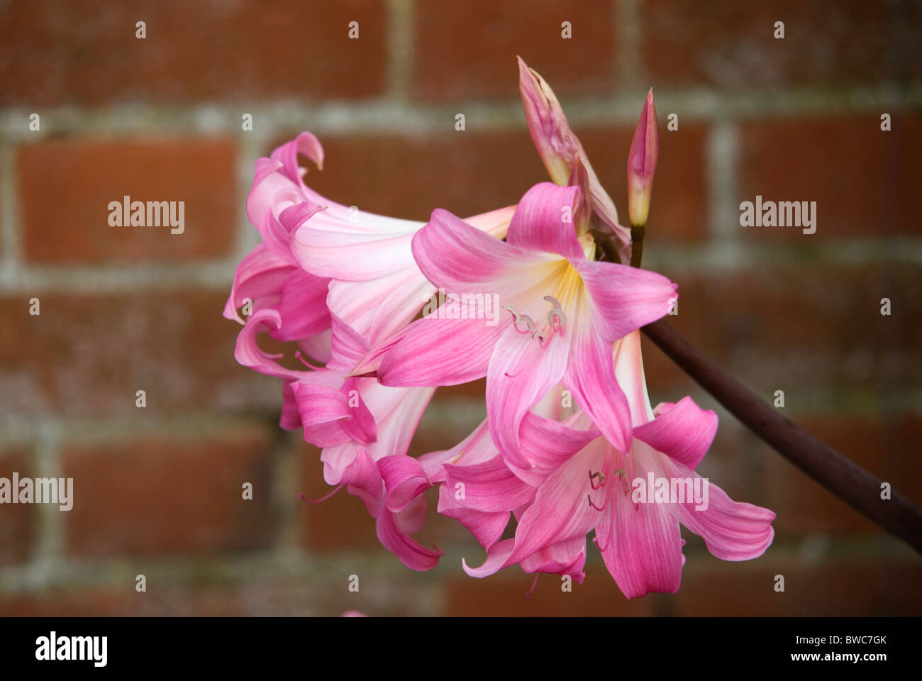 AMARYLISS BELLADONNA Stock Photo
