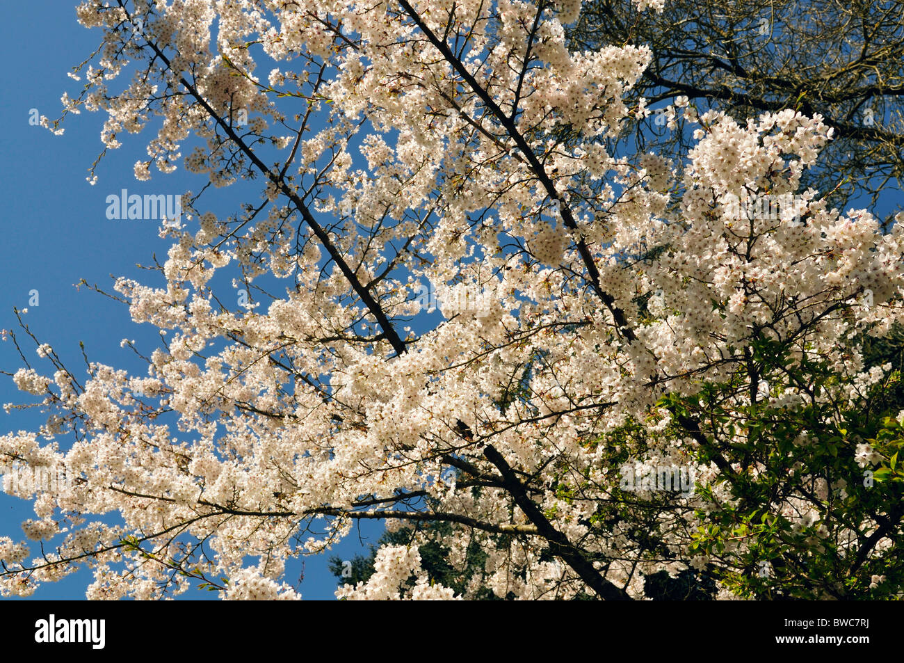 Prunus cerasifera hires stock photography and images Alamy