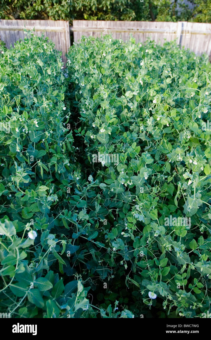 GARDEN PEA HURST GREENSHAFT Stock Photo Alamy