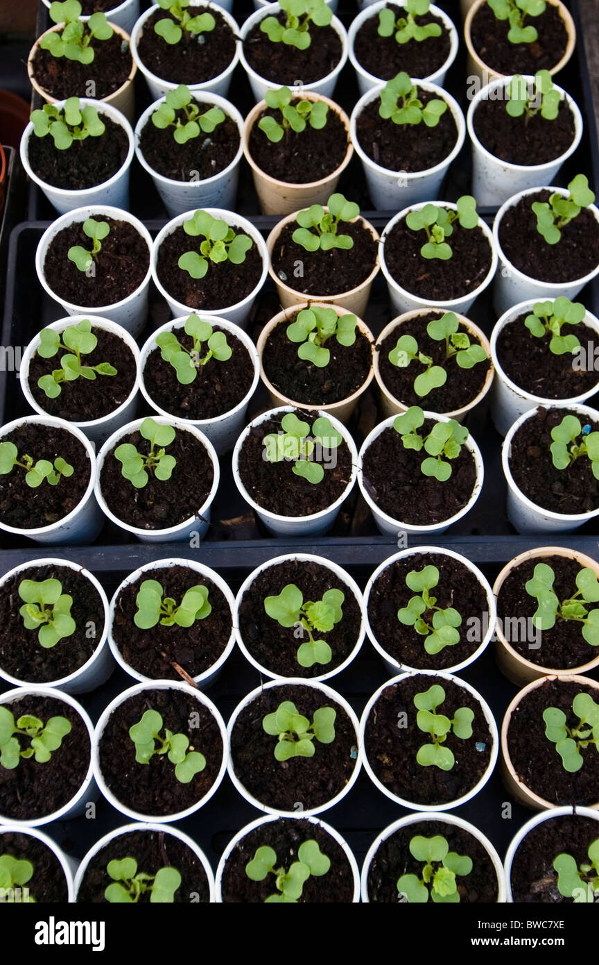 LETTUCE SEEDLINGS PLANTED IN PLASTIC COFFEE CUPS Stock Photo Alamy