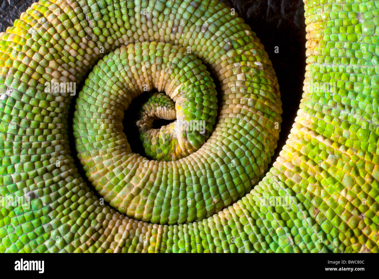 Coiled tail of a Meller's chameleon Stock Photo