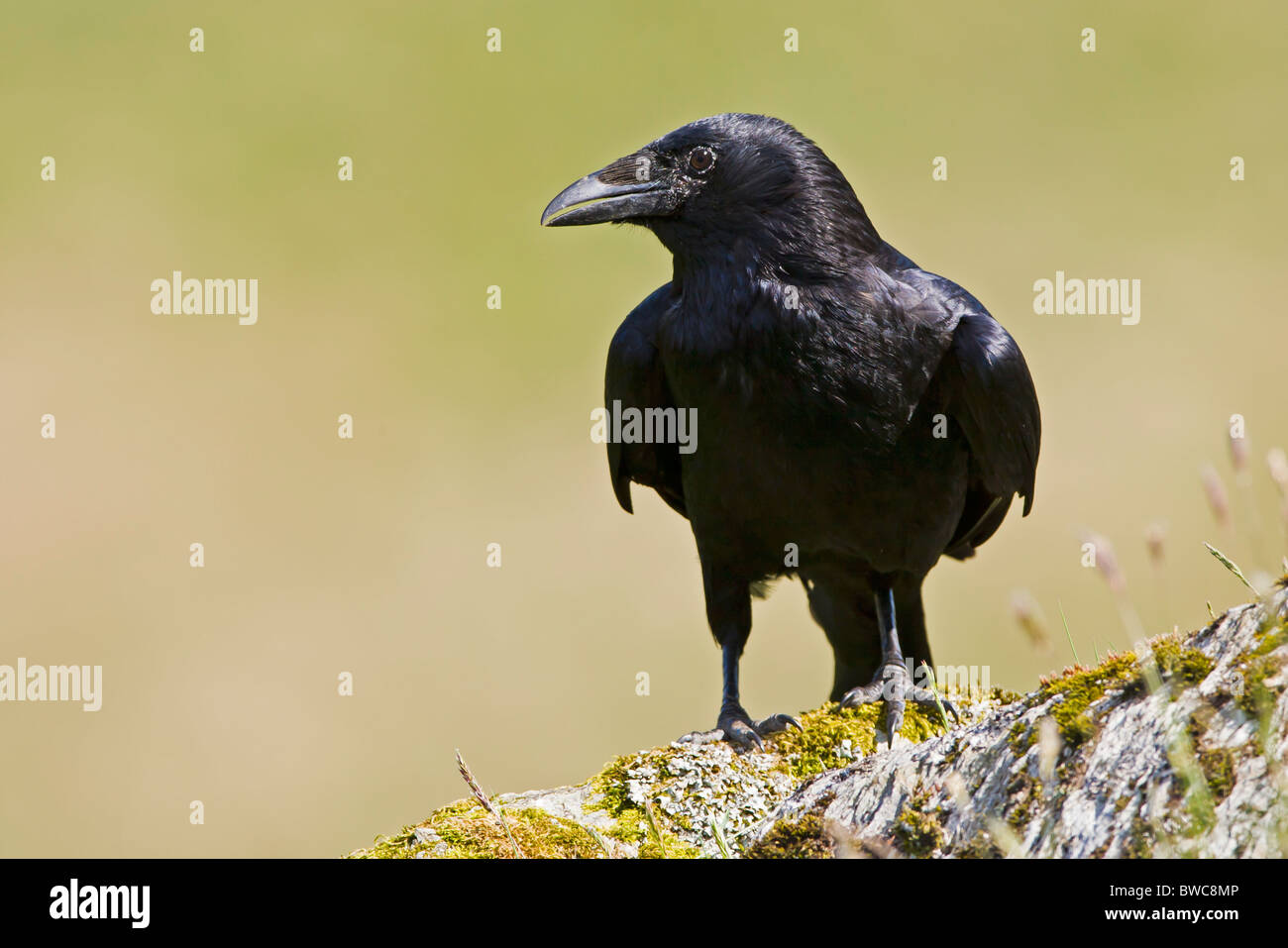 CARRION CROW ON A MOSS COVERED ROCK Stock Photo