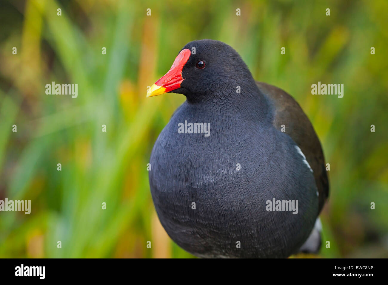Moorhen uk hires stock photography and images Alamy
