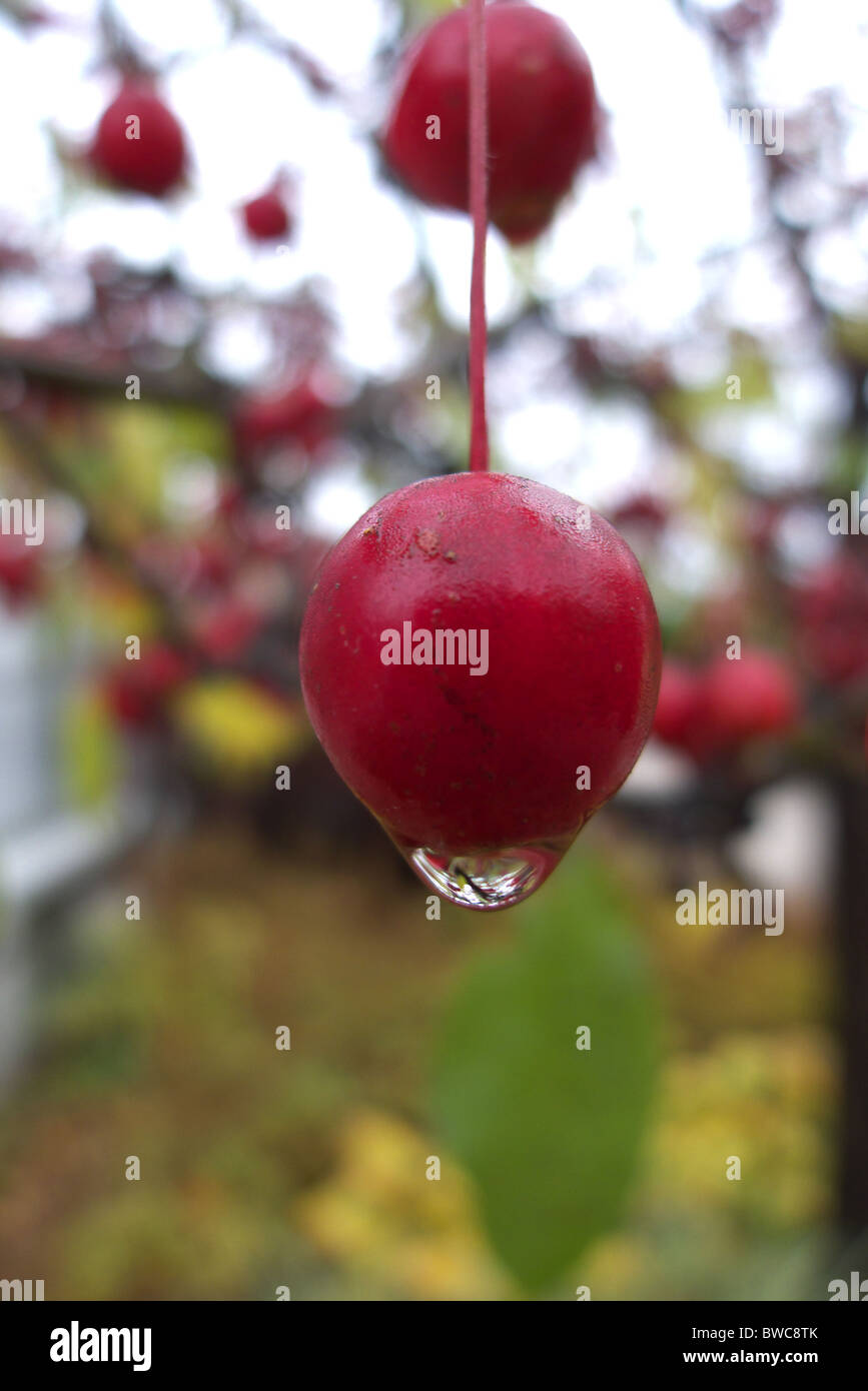A droplet of water on a crabapple Stock Photo