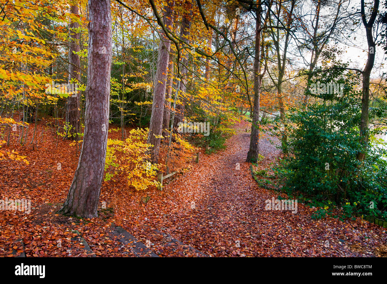 forest wood autumn fall colour warm red orange yellow leaves path trees Stock Photo