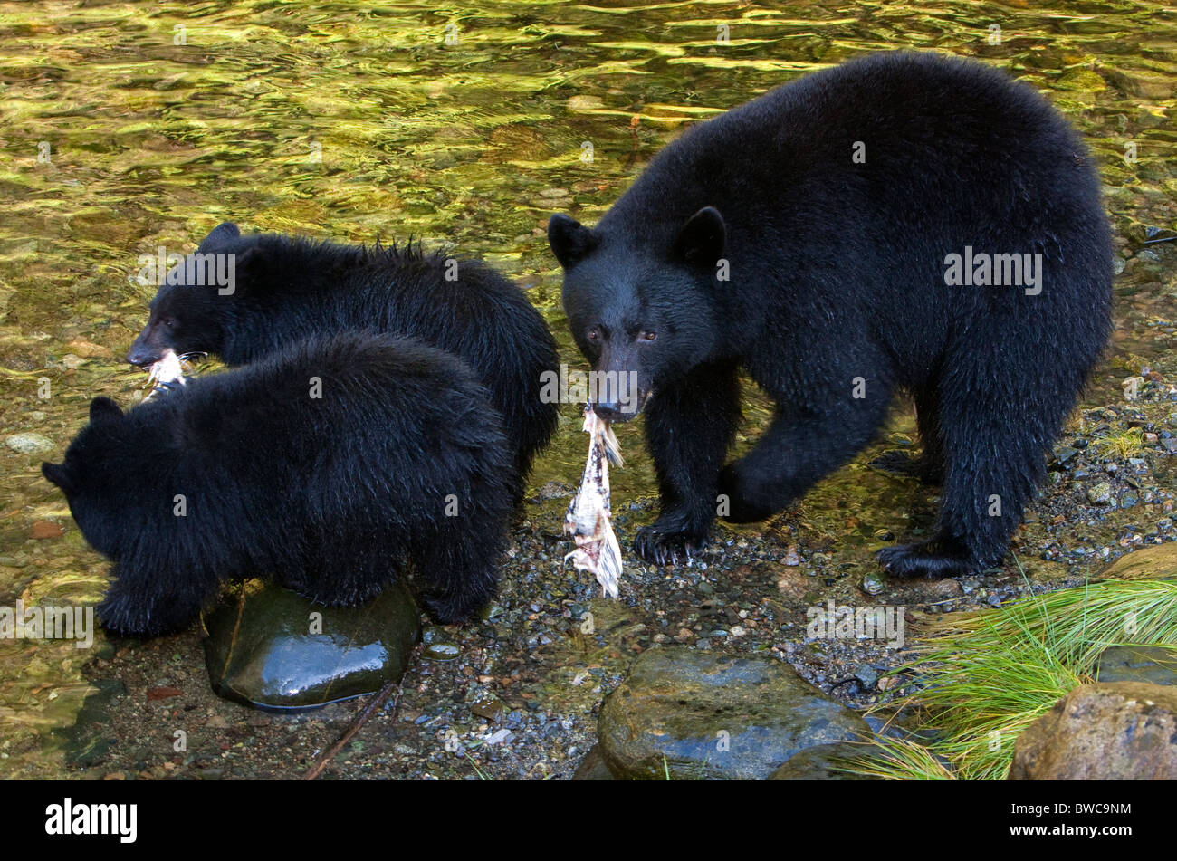 Black Bear Ursus americanus mother + cubs feeding on salmon along river ...