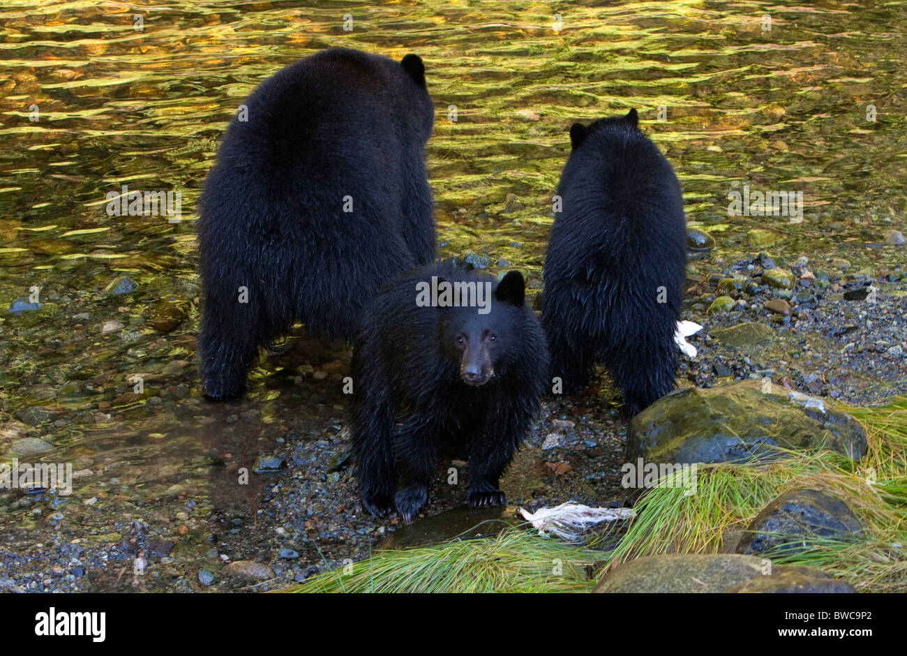 Black Bear Ursus americanus mother + cubs feeding on salmon along river ...