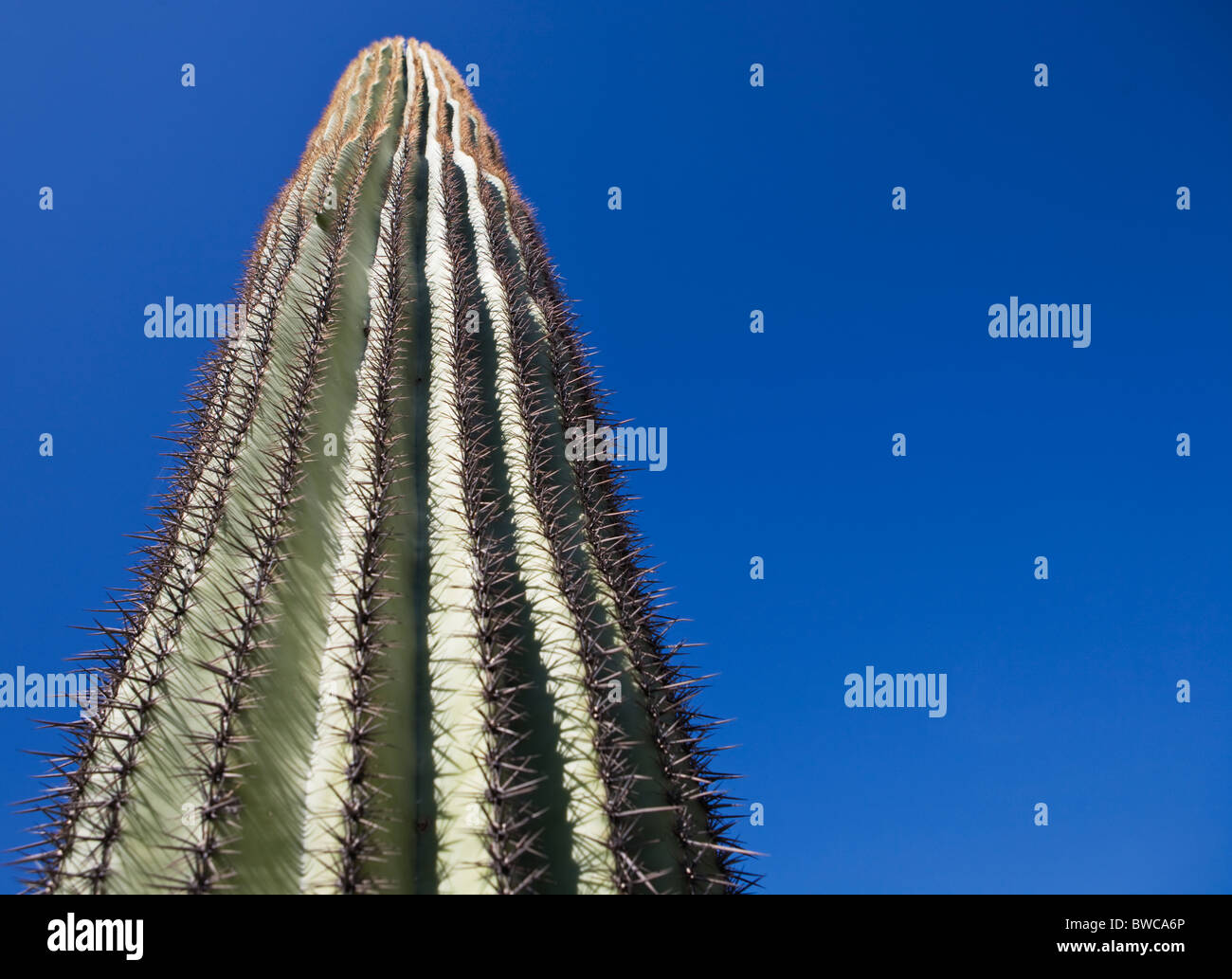 USA, Arizona, Phoenix, Cactus against blue sky Stock Photo